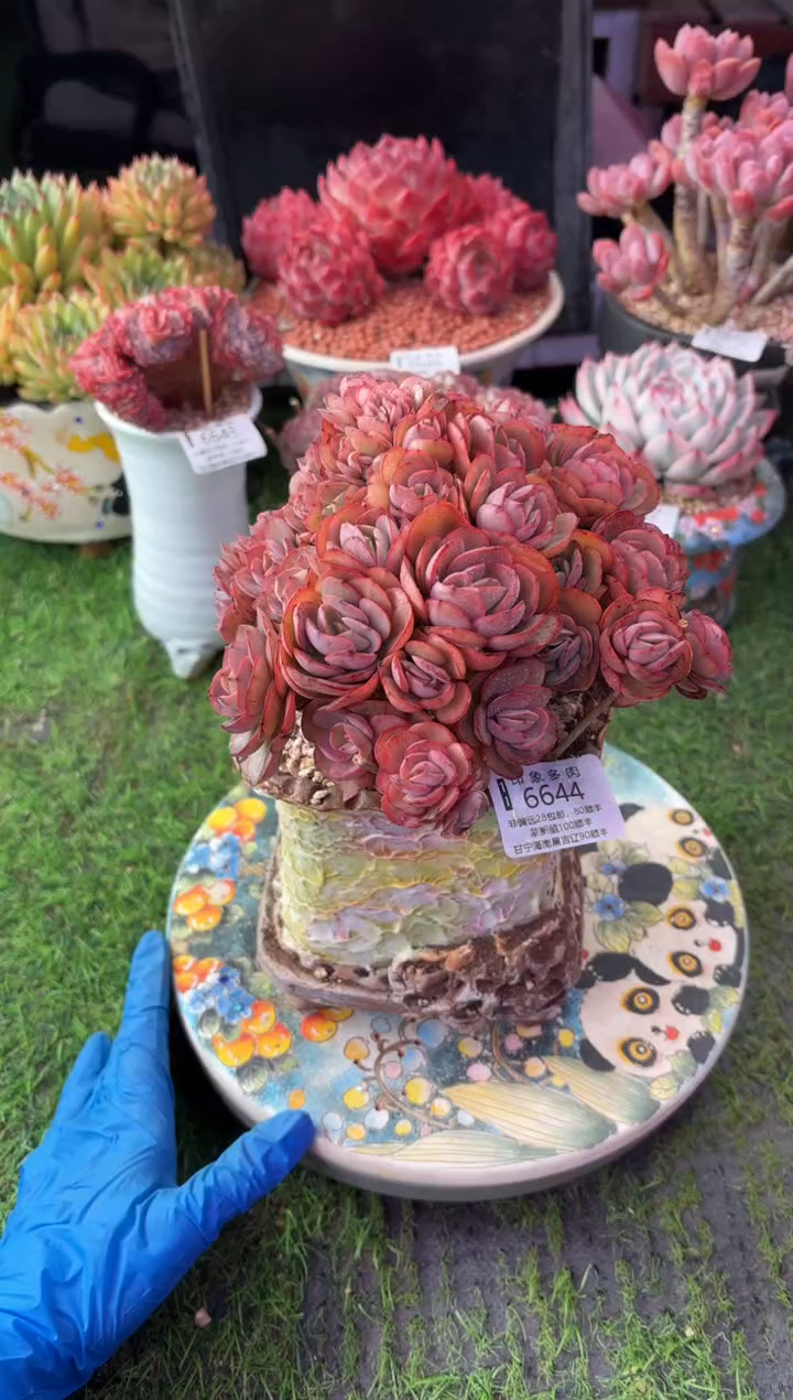 昆明印象多肉6644