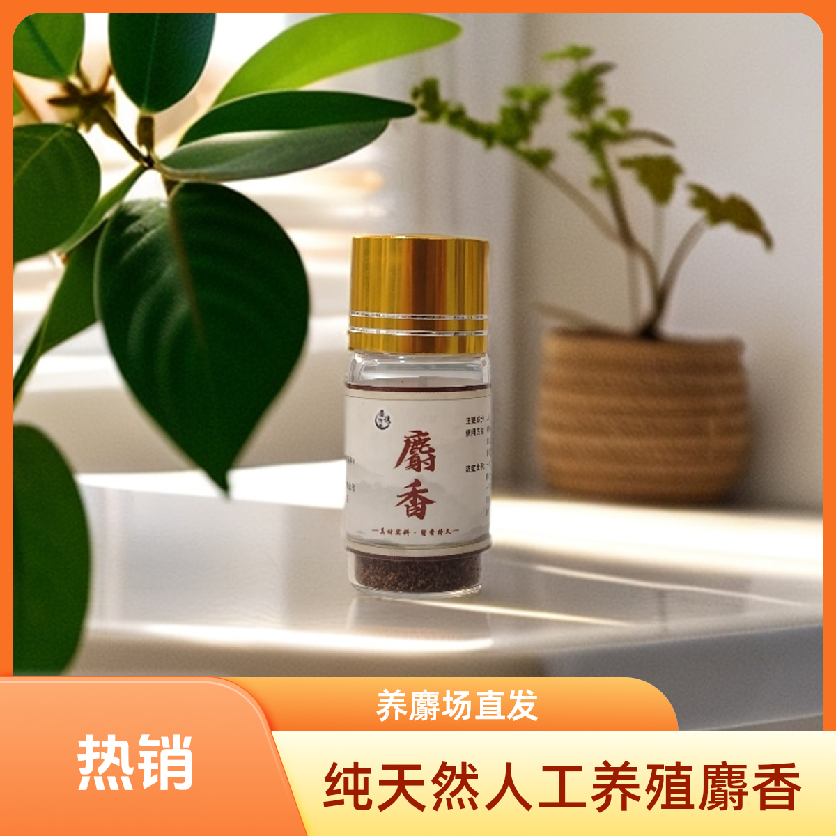 人工养殖 天然麝香  麝香仁 麝香粉 纯货麝香自行泡制