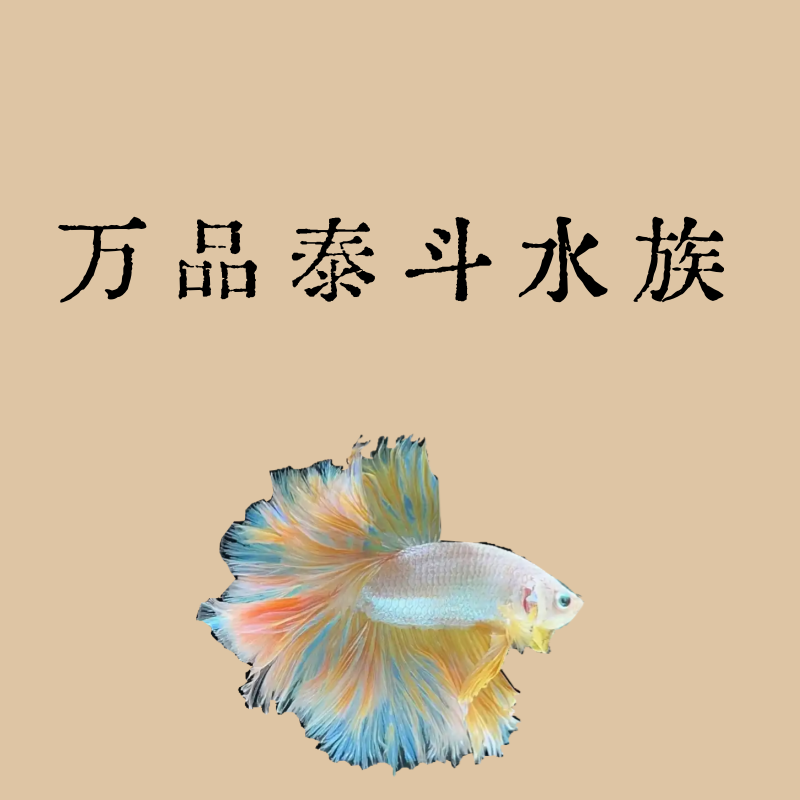 E6（121-144）泰国斗鱼精品鱼小型热带观赏鱼【直播间选鱼】