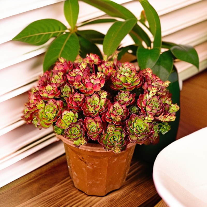 玫瑰蒂亚 多肉植物易养活阳台庭院瑕疵不售后