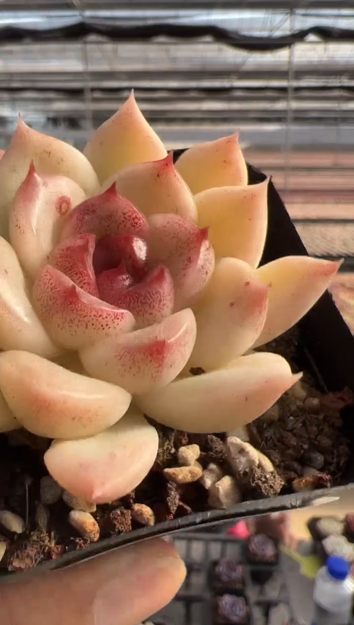 【闪购商品】新款多肉-212