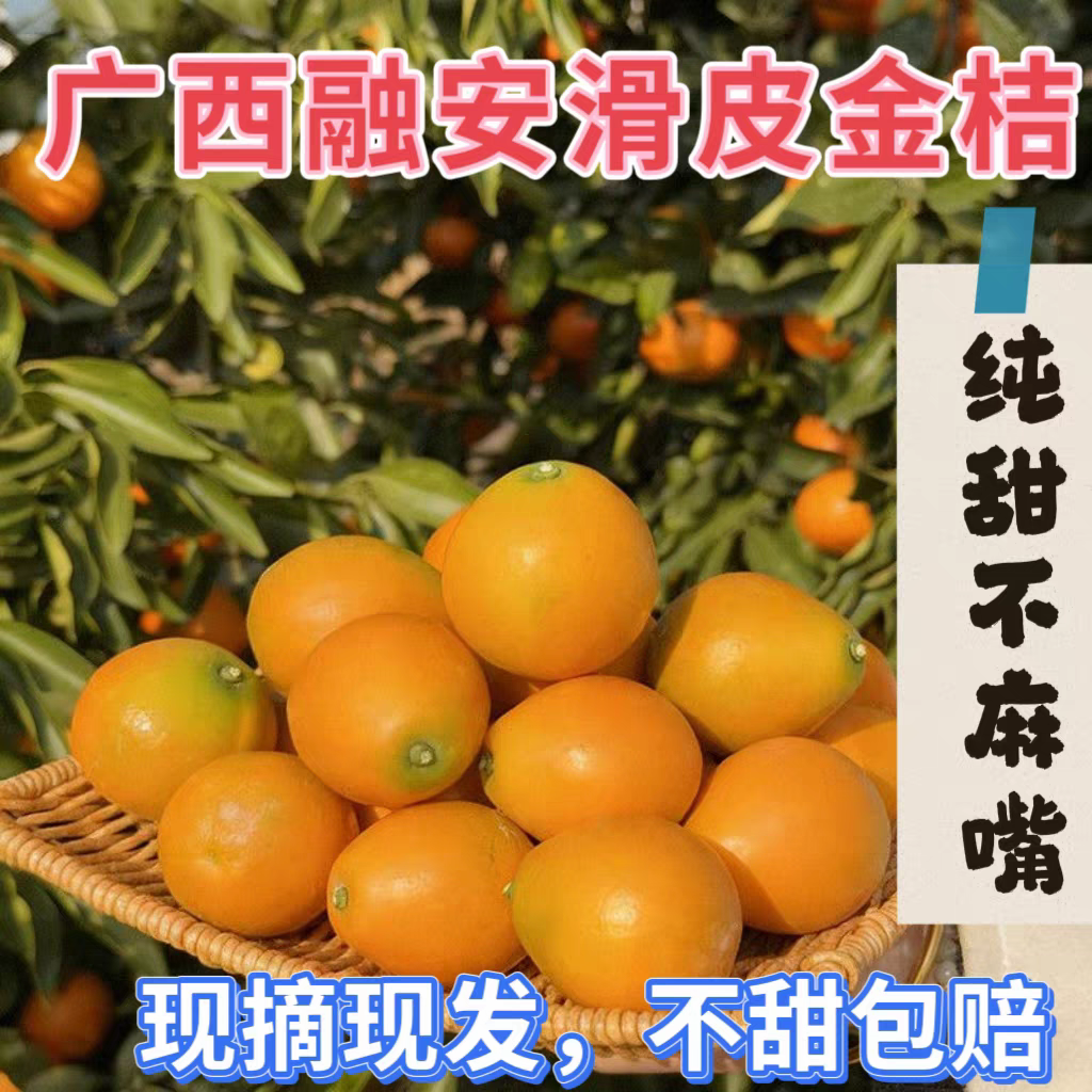 广西融安第二代滑皮金桔-新鲜现摘-纯甜多汁-应季水果H5