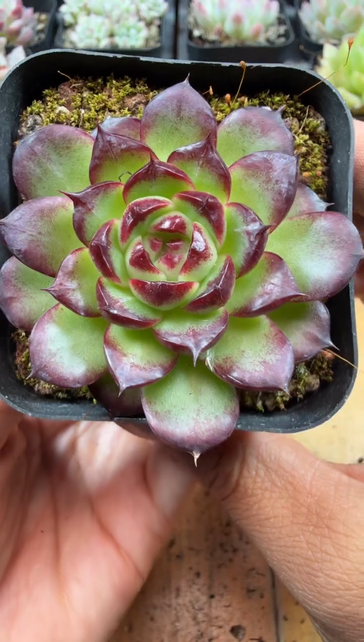 东云多肉园三号店-39