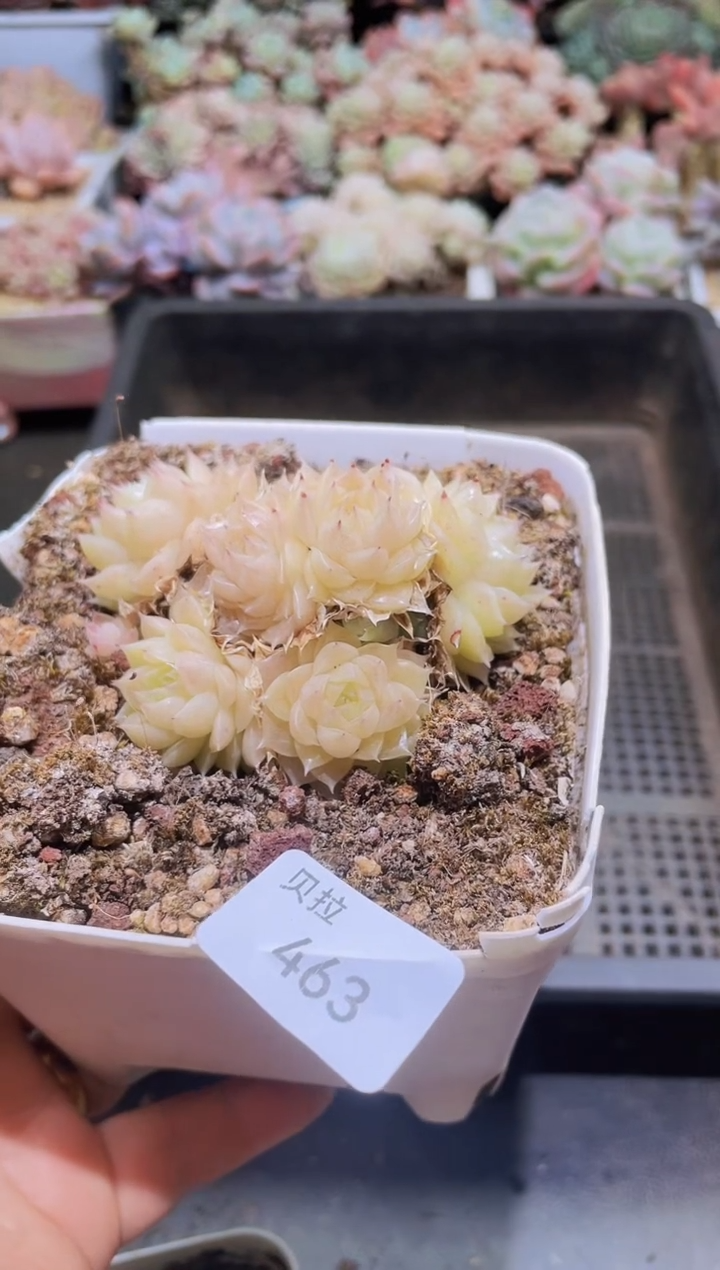 【闪购商品】463黄晶晶