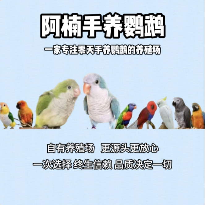 【阿楠鹦鹉】 零天手养鹦鹉 点我联系客服咨询