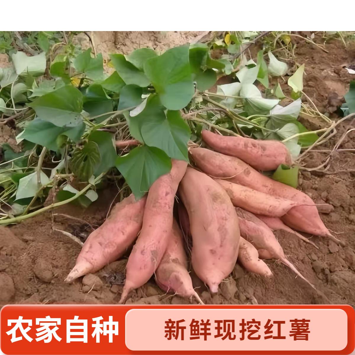 河南新鲜现挖现发沙土地西瓜红蜜薯软糯香甜可煮可蒸可拷