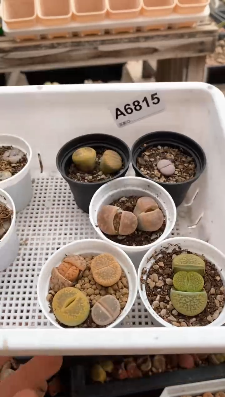 【闪购商品】6815直播一物一拍