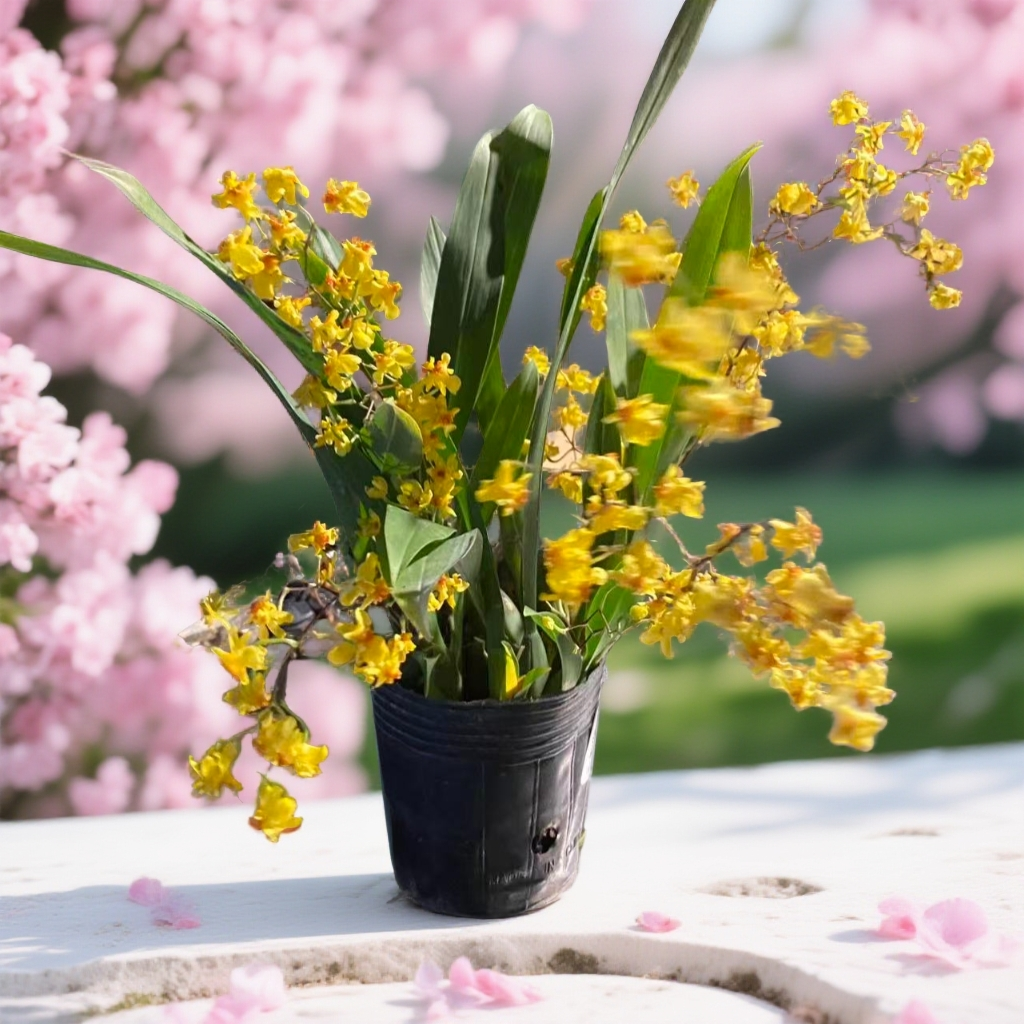 梦香兰：快乐无忧、隐藏的爱、吉祥如意