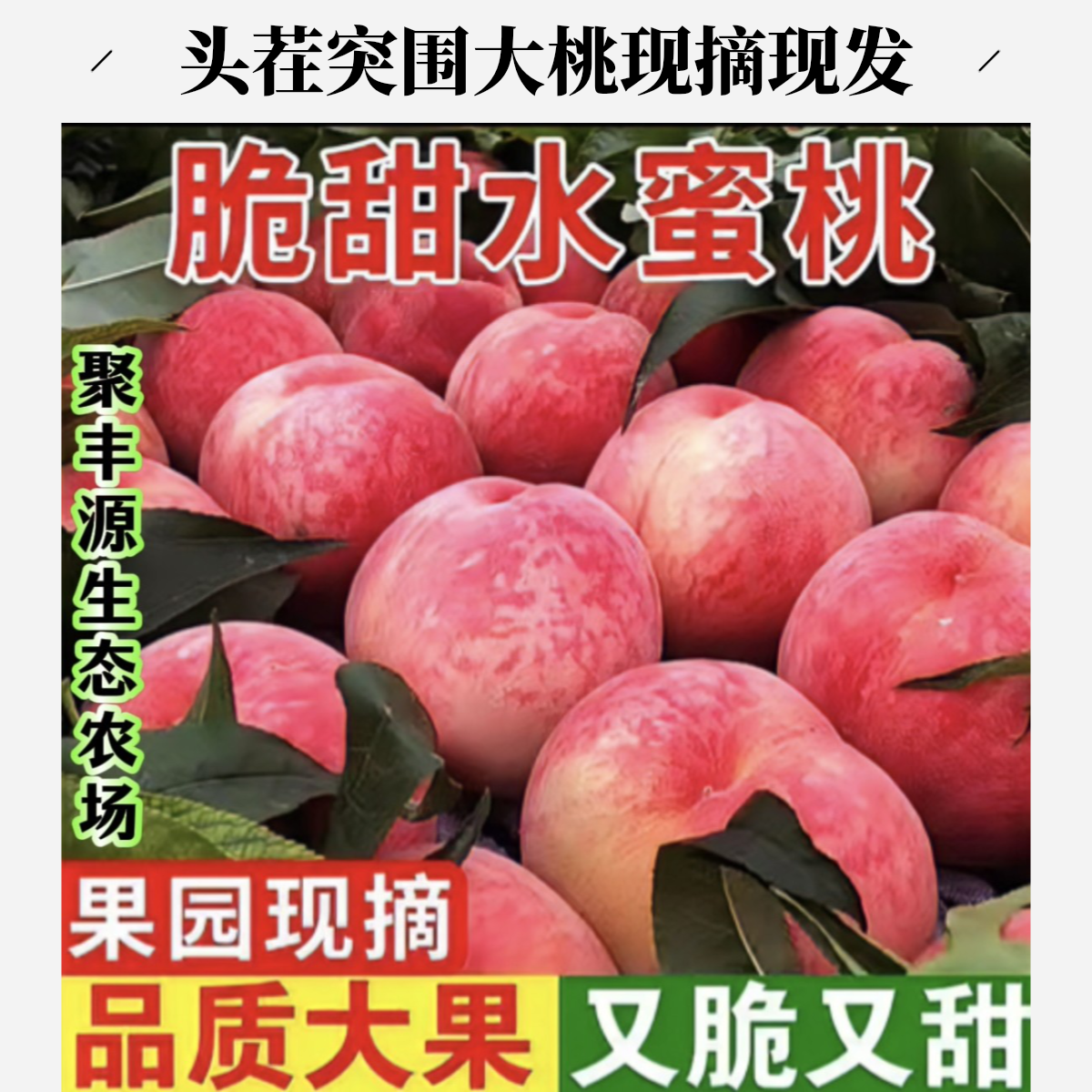次日达《聚丰源生态农场》头茬突围大桃现摘现发！天津市