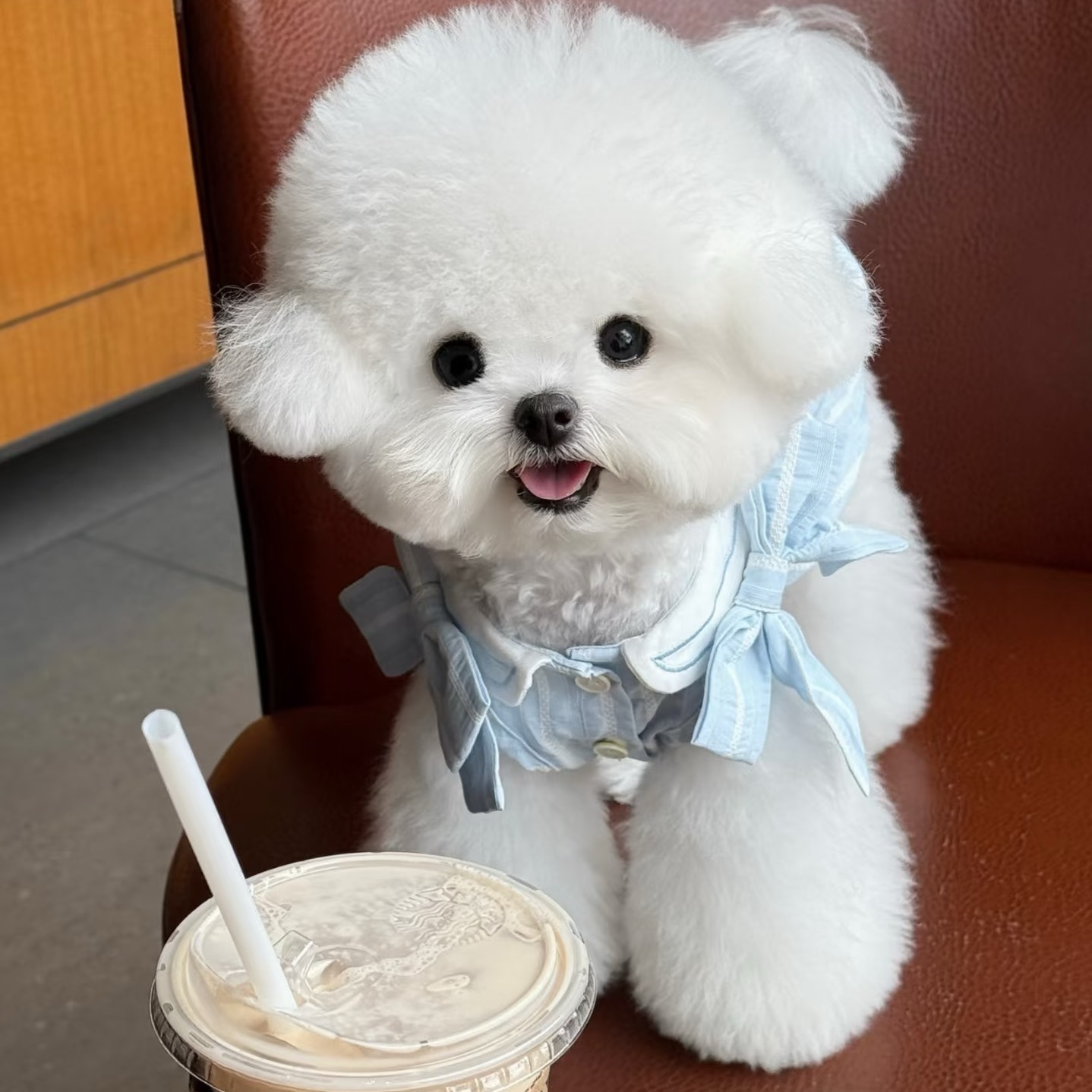 深圳龙岗当狗爱上猫比熊博美泰迪马尔泰泰迪熊等宠物活体狗狗