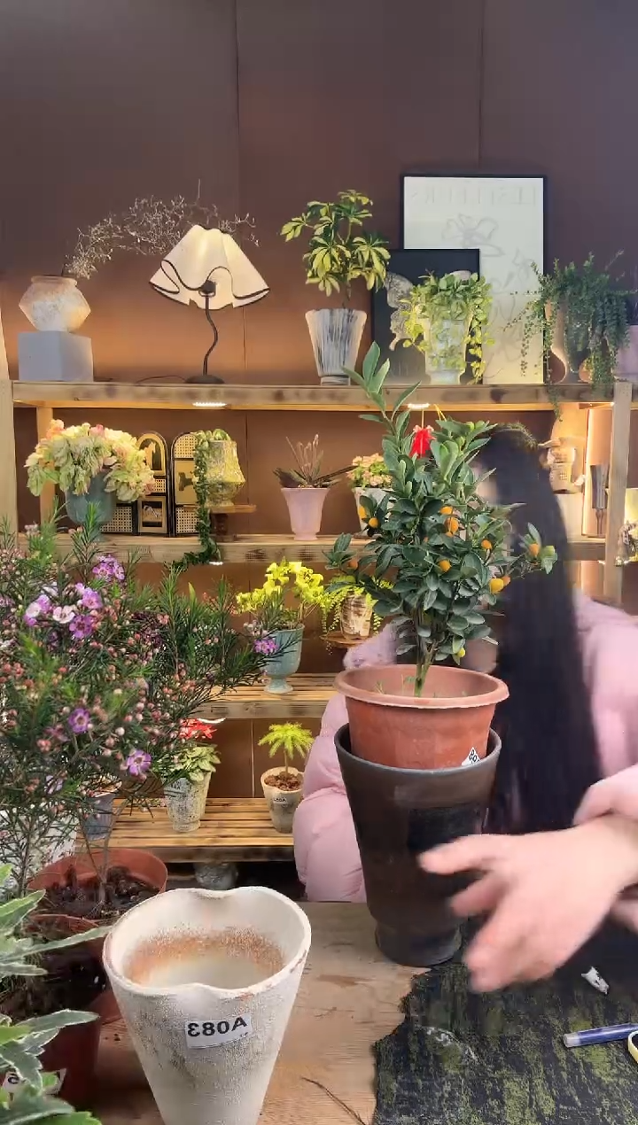 以实际为准可****罐金豆加盆一套   红牌牌