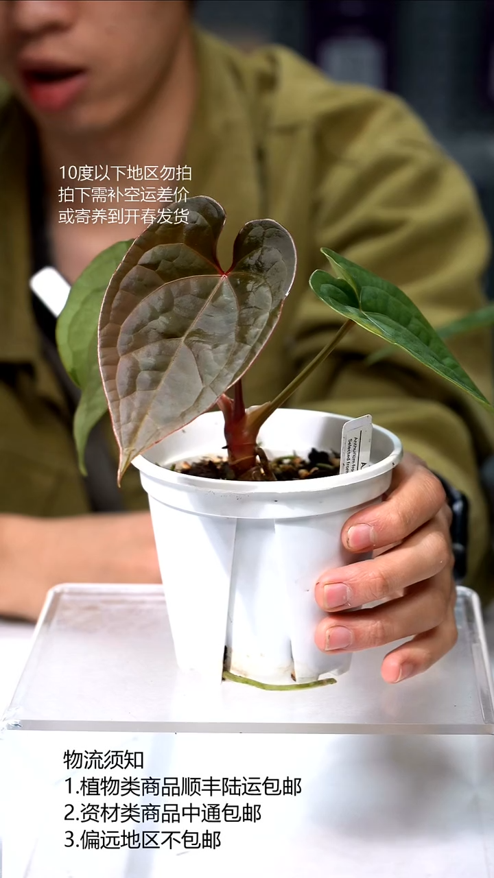 完全开放骨纹盾*奢华