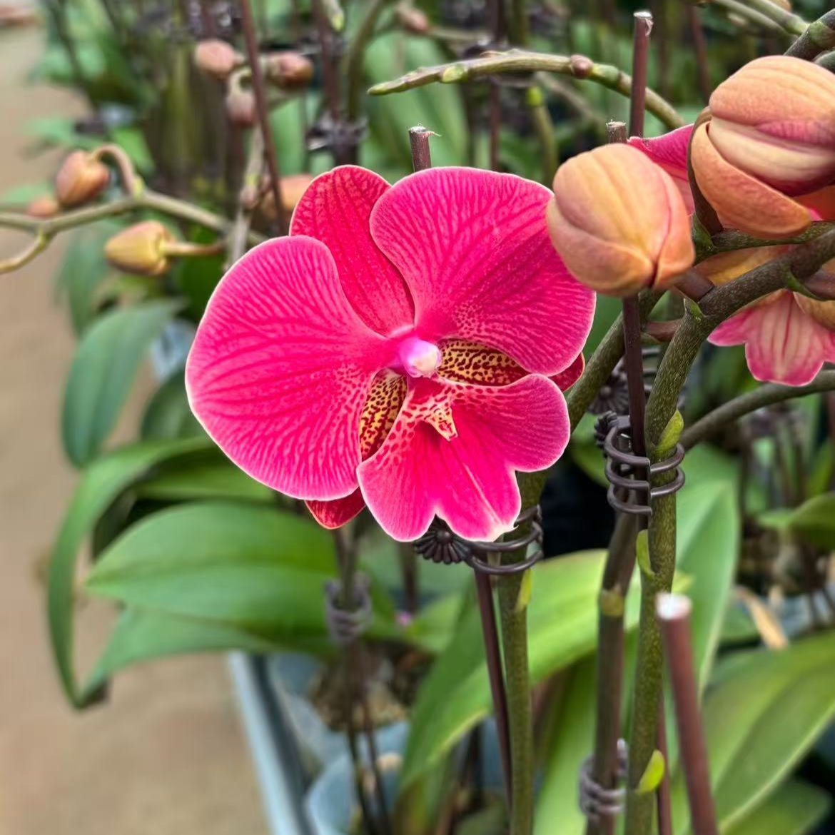 蝴蝶兰【花木兰】大舌头 爱马仕橙 室内花花 广州基地直发