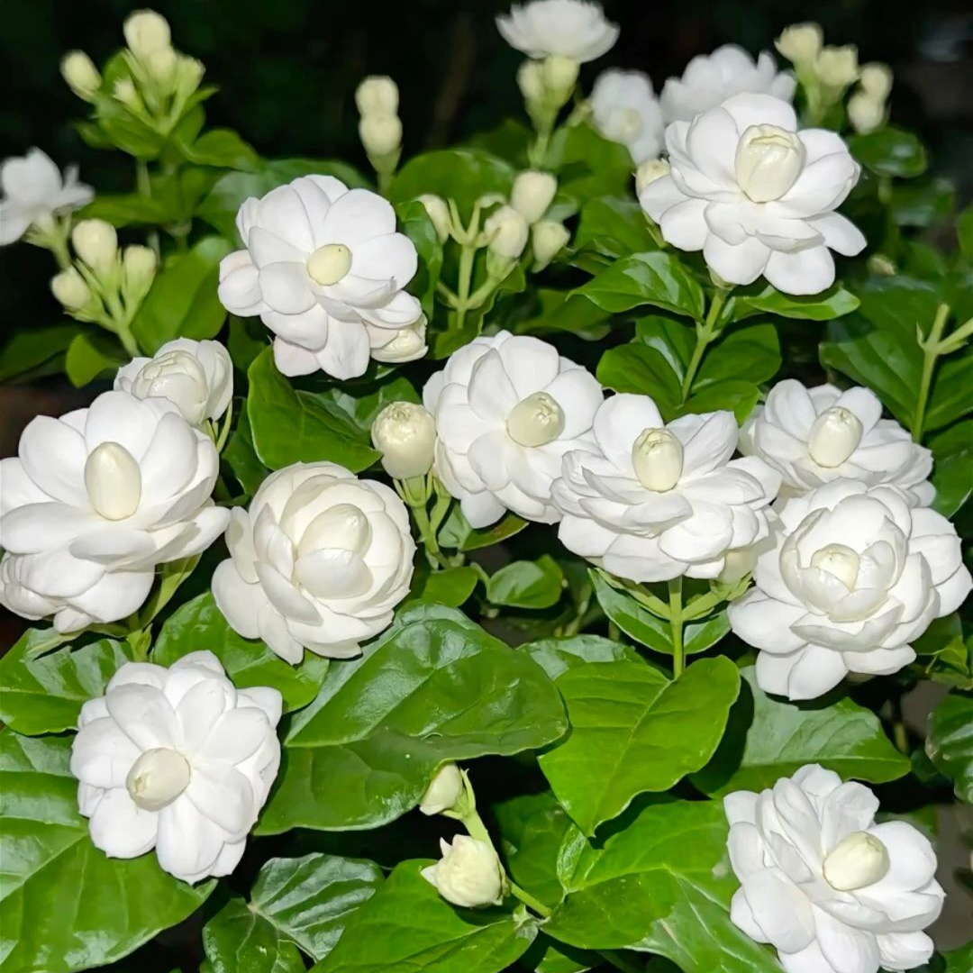 新品种尖叶宝珠茉莉花盆栽茉莉花种植基地发货