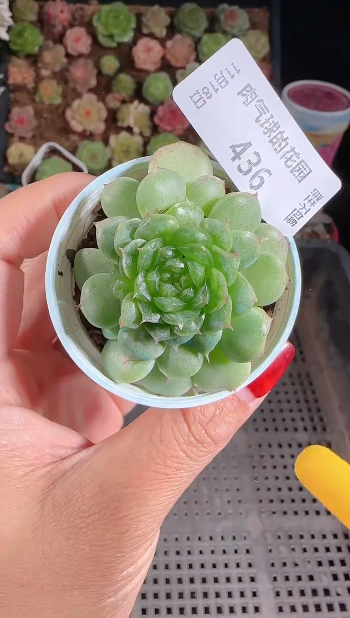  1118-436海心麦秆群生不包整