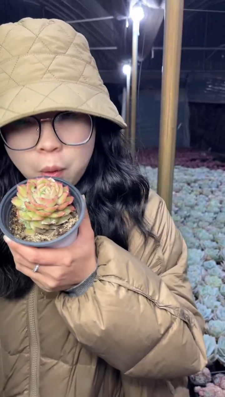 【闪购商品】71-昂斯诺带盆土3.8