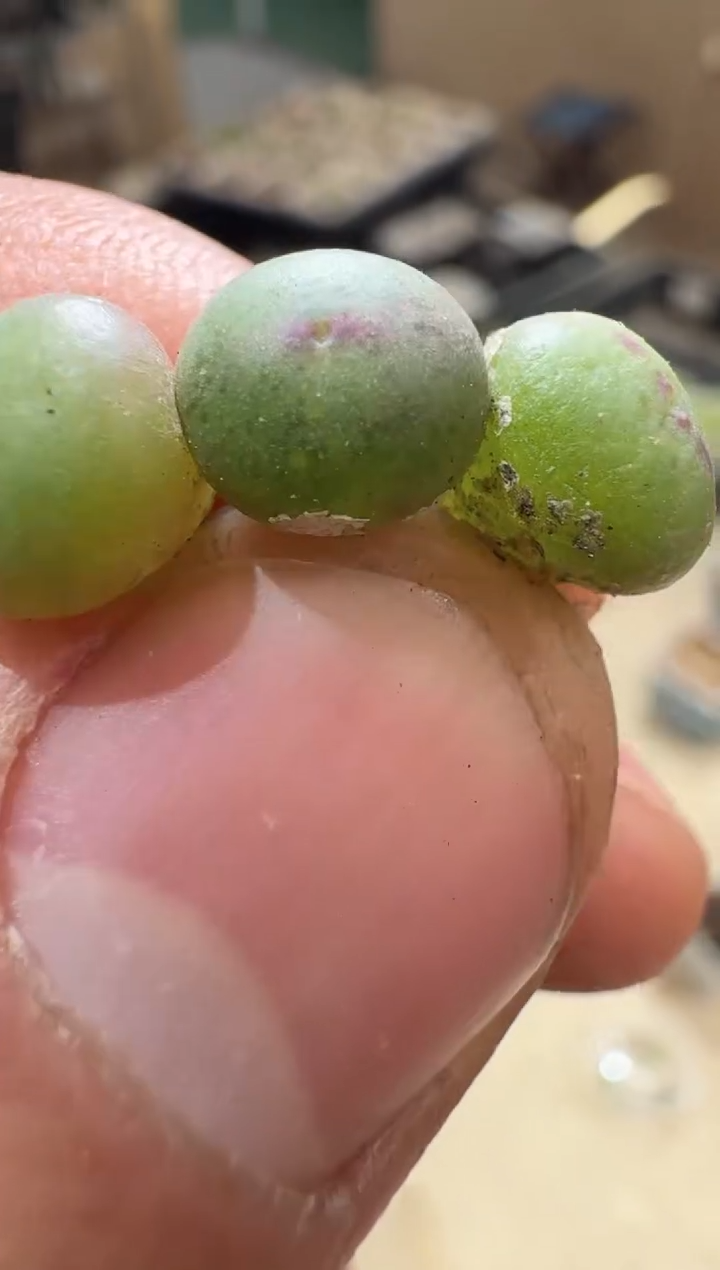 20多肉植物肉锥皮卡丘一颗