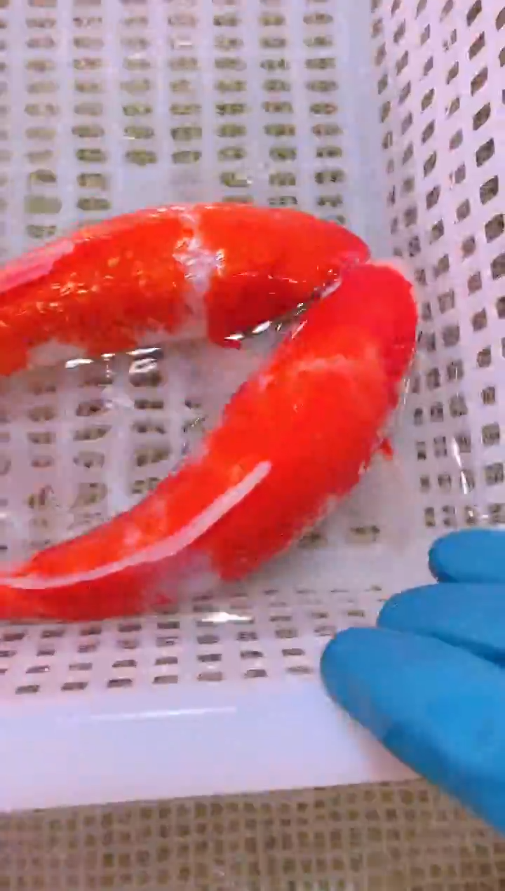 锦鲤冷水观赏鱼全场包邮96