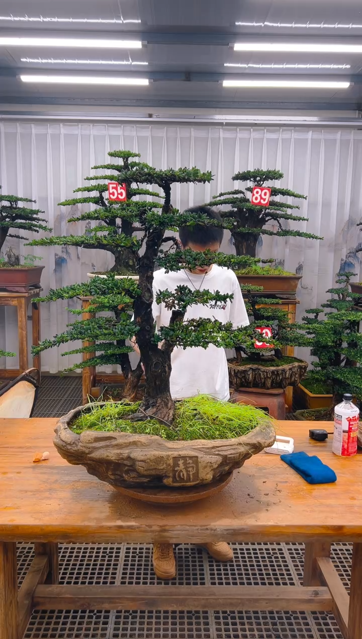 无花朵精品盆景直播间一物一拍