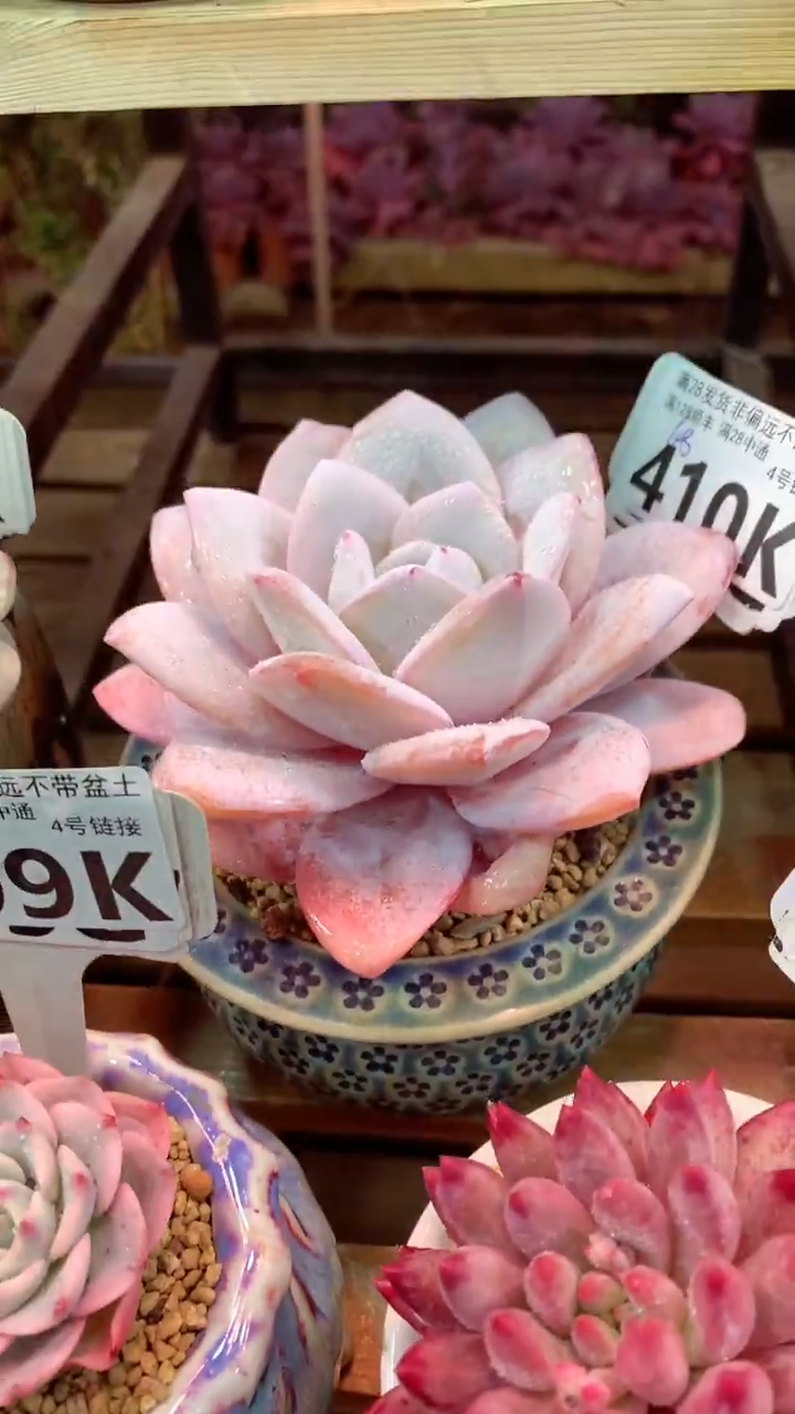 410K（一物一拍，精品多肉，所见即所得 ）