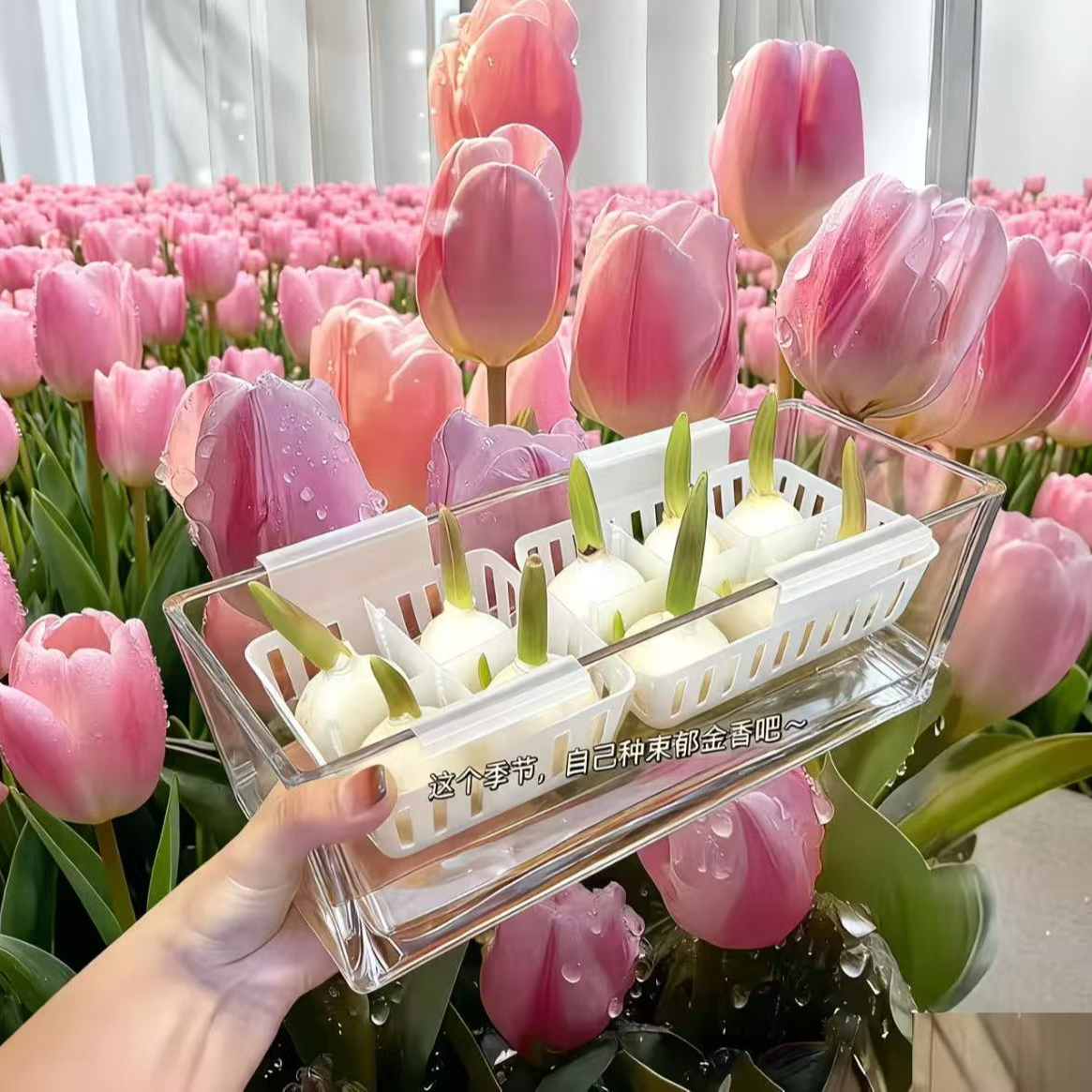 郁金香种子水培套装开花盆栽花卉植物客厅绿植花卉好养活 [耐寒] 