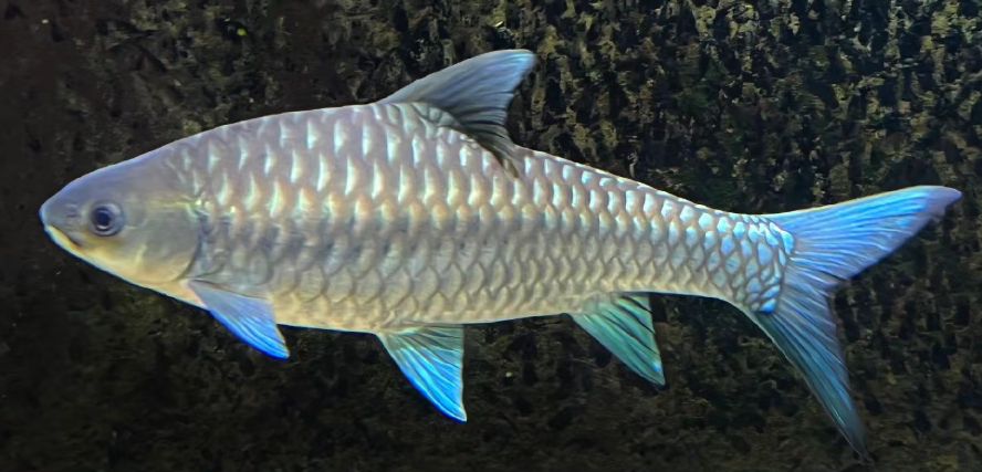 蓝吉罗包真包野（⚠️拍前请联系客服，请勿直接拍）