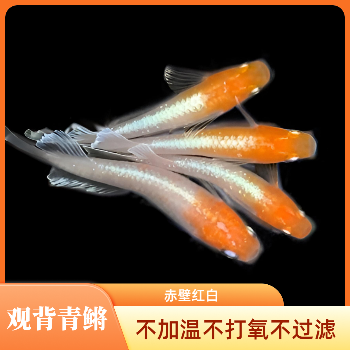 观背青鳉 赤壁红白 无需打氧过滤加温冷水鱼易养易活适合新手