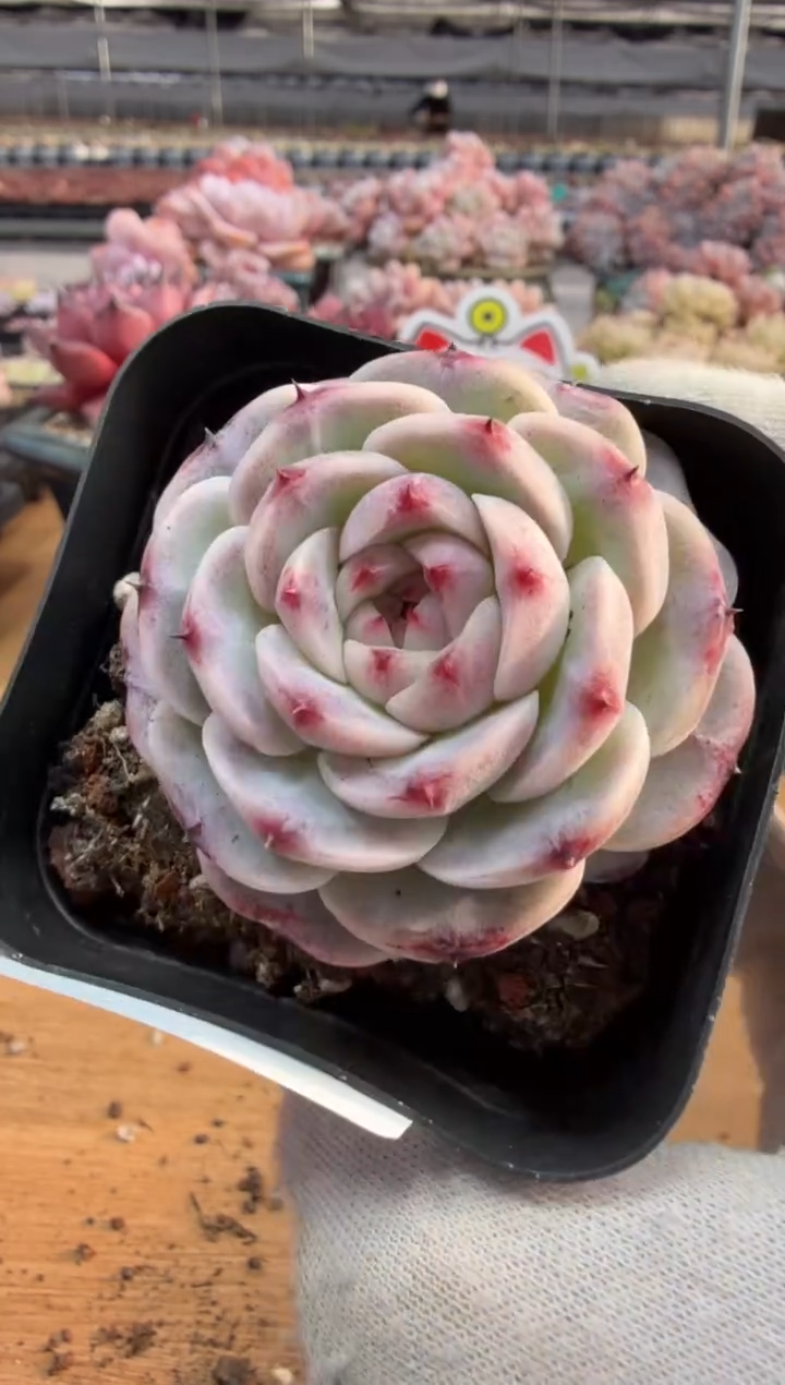 东云多肉园三店-71