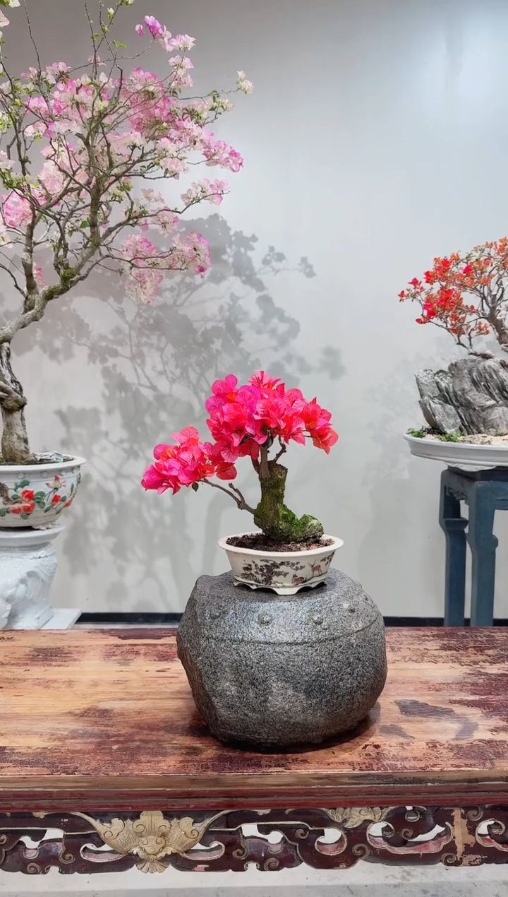 【闪购商品】盆景同安红三角梅