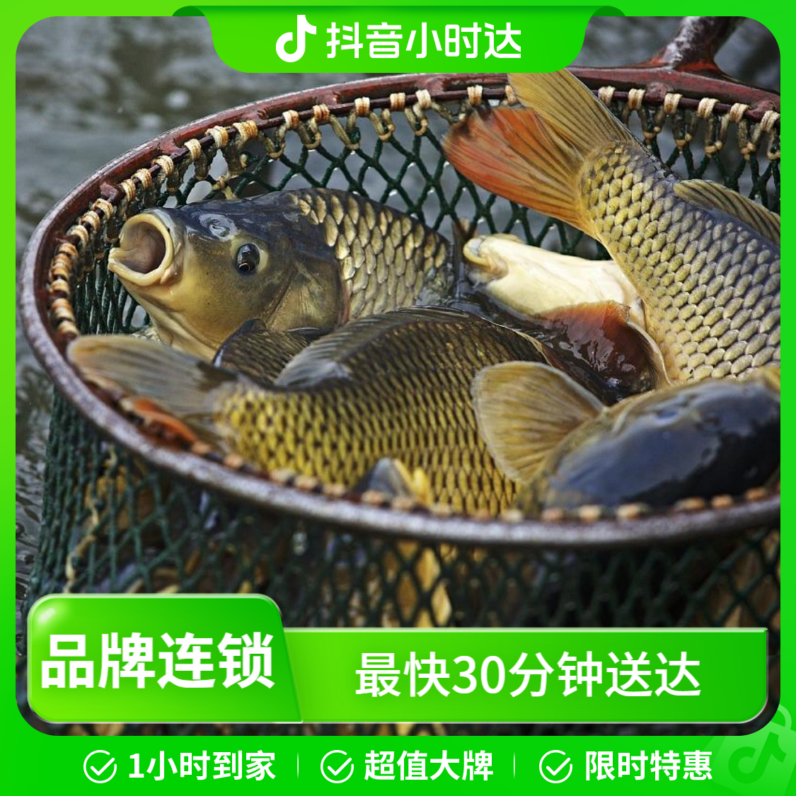  【煲汤小鱼】千岛湖黄金鲫鱼活鱼3-5两/条现捕捞现发包活到家顺丰京东包邮到家斤GS