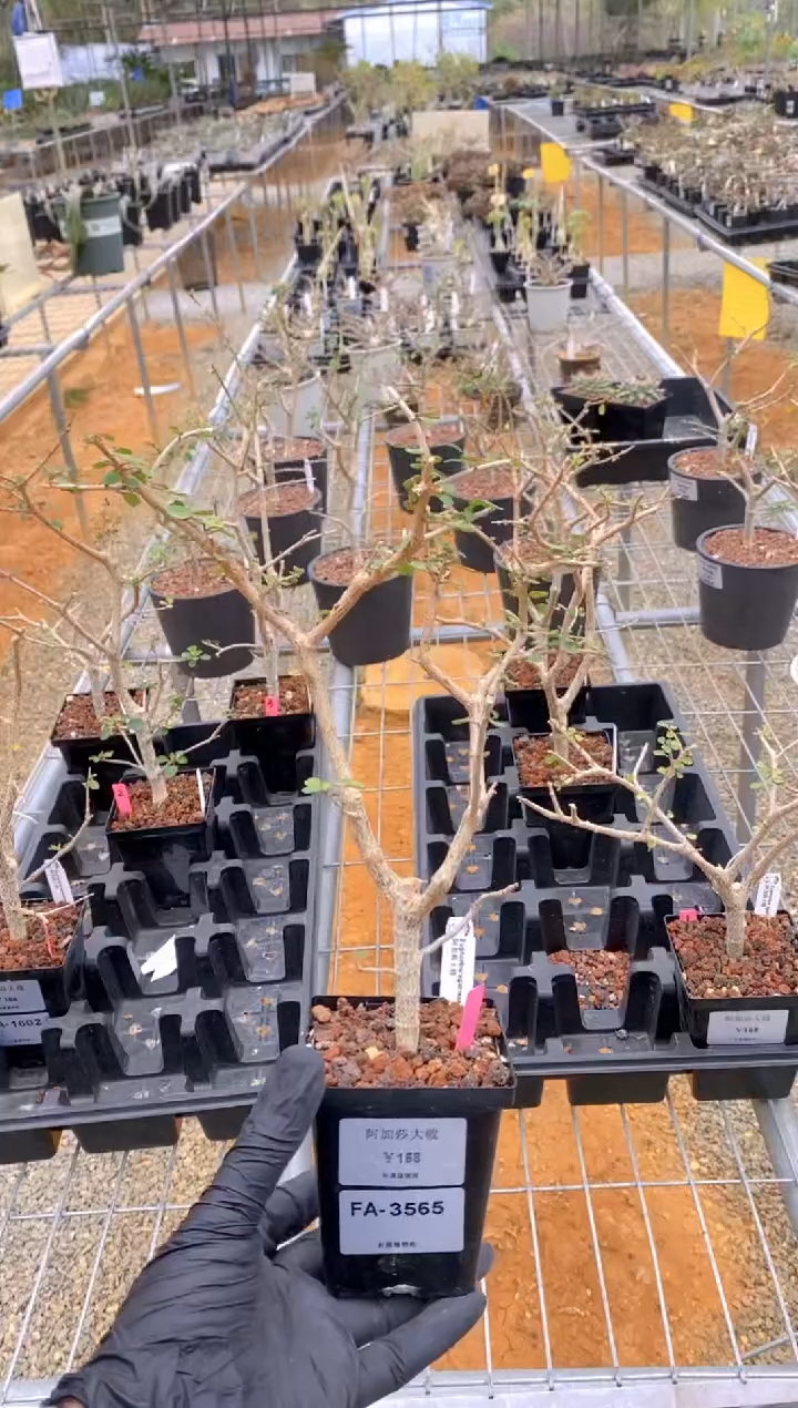 【闪购商品】阿加莎大戟FA-3565