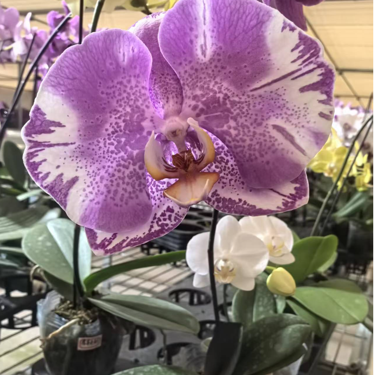 藏宝图 粉色花系  大花型 