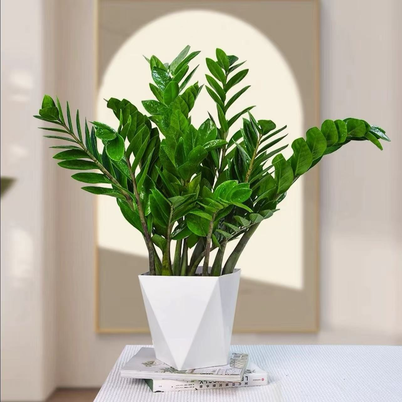 【60-70公分】金钱树盆栽钱串子室内外办公室净化空气好养懒人绿植