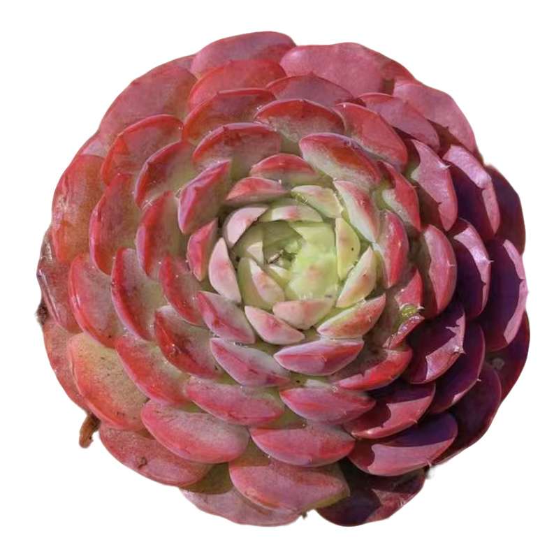 小星崽 精控朱砂痣【满19包邮】