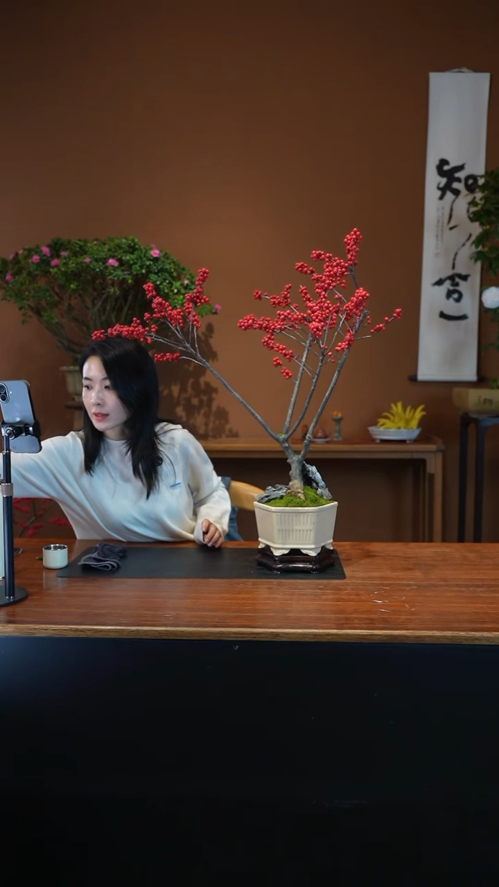 全部花朵冬青盆景盆景盆景