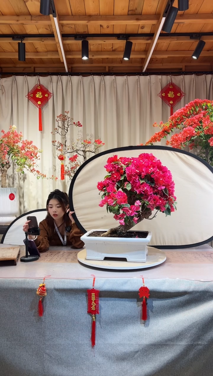 【闪购商品】盆景同安红