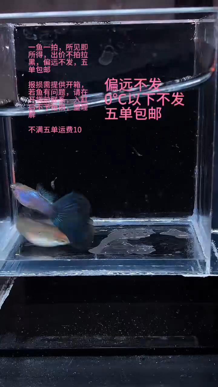 孔雀鱼孔雀鱼 03
