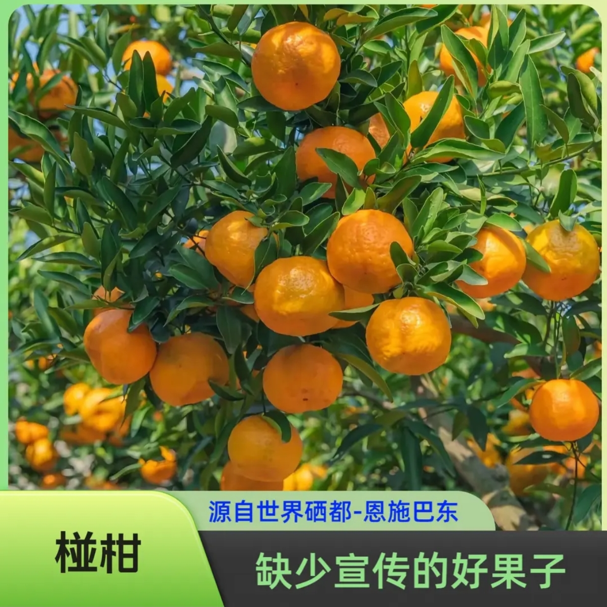 【椪柑】巴东峡江椪柑，一口脆嫩多汁，满口自然香甜，果园直采！