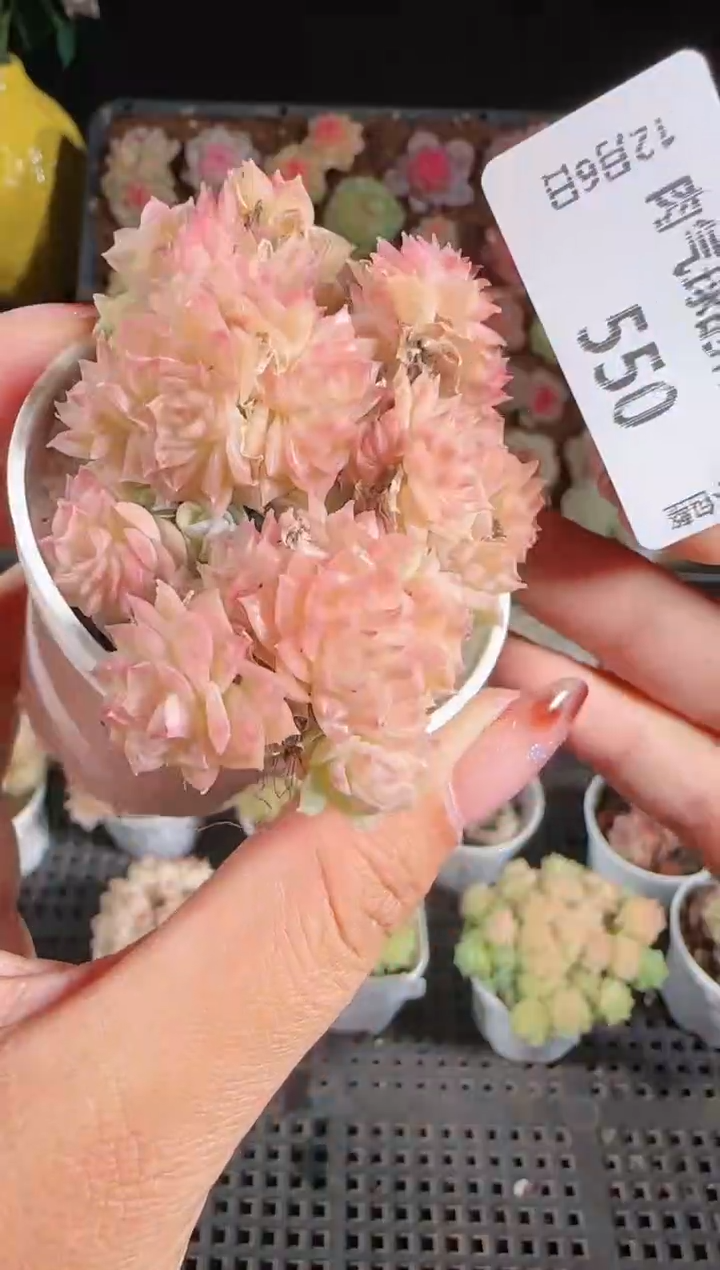 1206-550多肉群生不包整