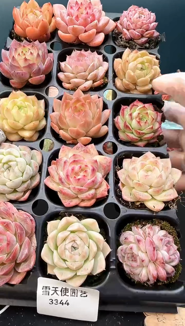 3  344  多肉 15  颗