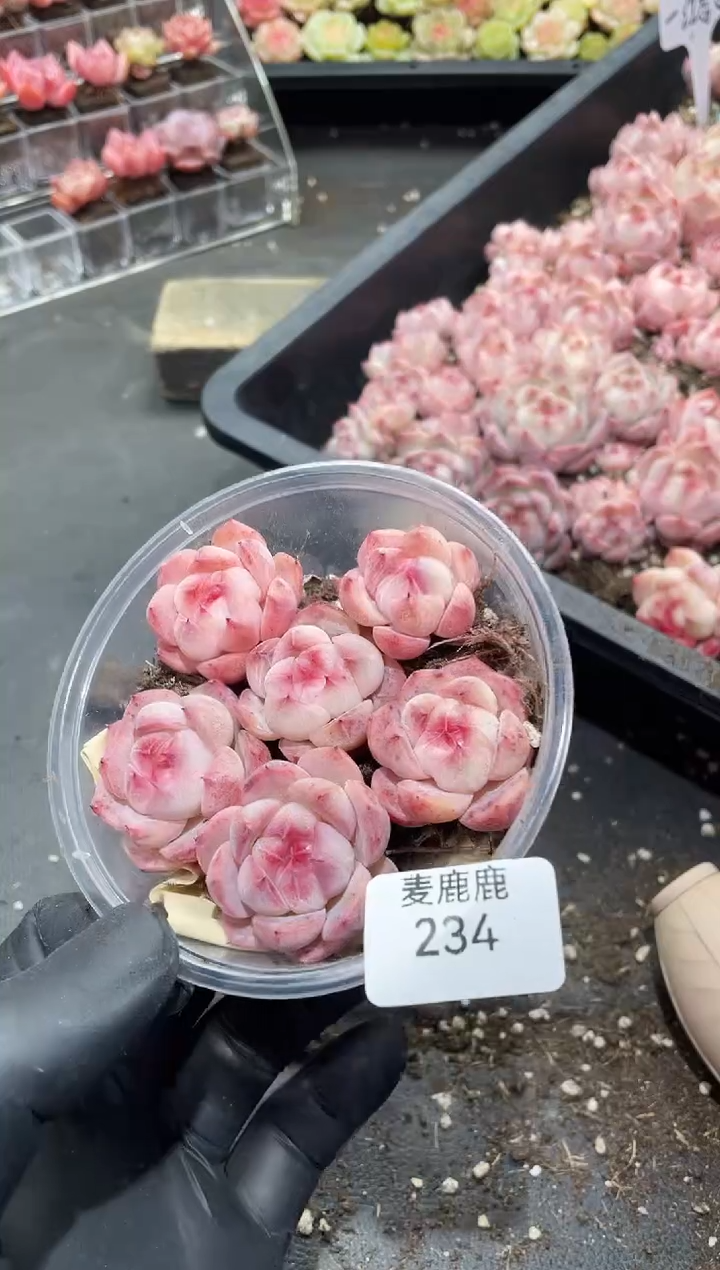 234一江春色     量拍