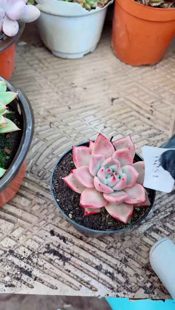 真*15051多肉植物一物一拍