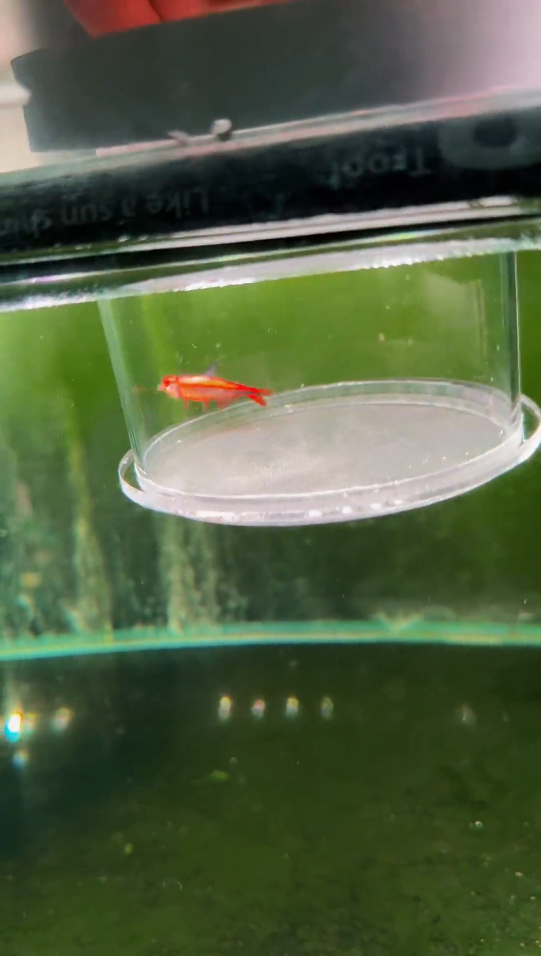 灯科鱼内金红HY*1（有黑点）