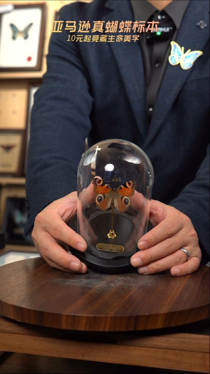 孔雀蛱蝶小号玻璃罩