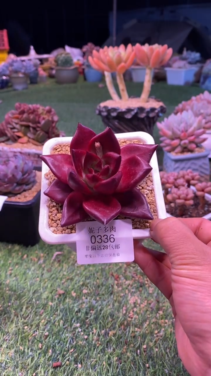 0336《满28包邮发货》