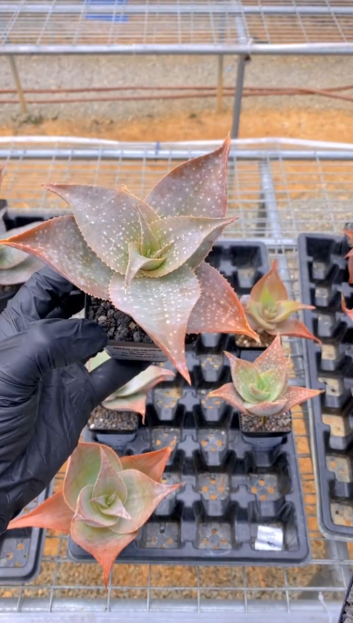 【闪购商品】伊玛洛特脱土FA-9865