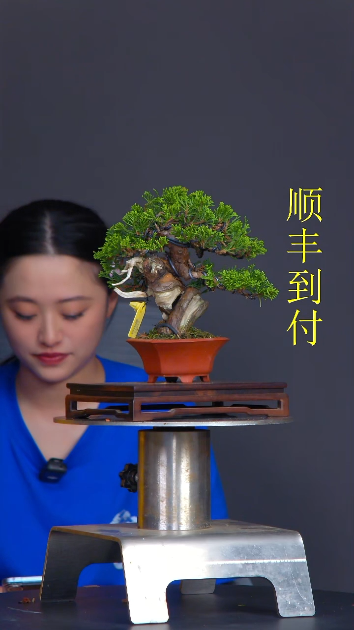 无花朵?***n11522真柏真柏