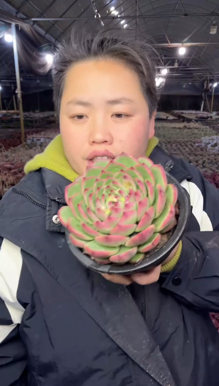 【闪购商品】164-红玉米带盆土15