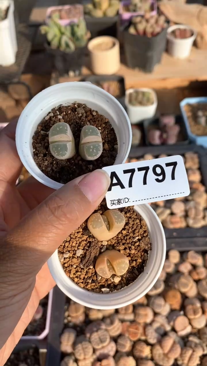 【闪购商品】7797直播一物一拍