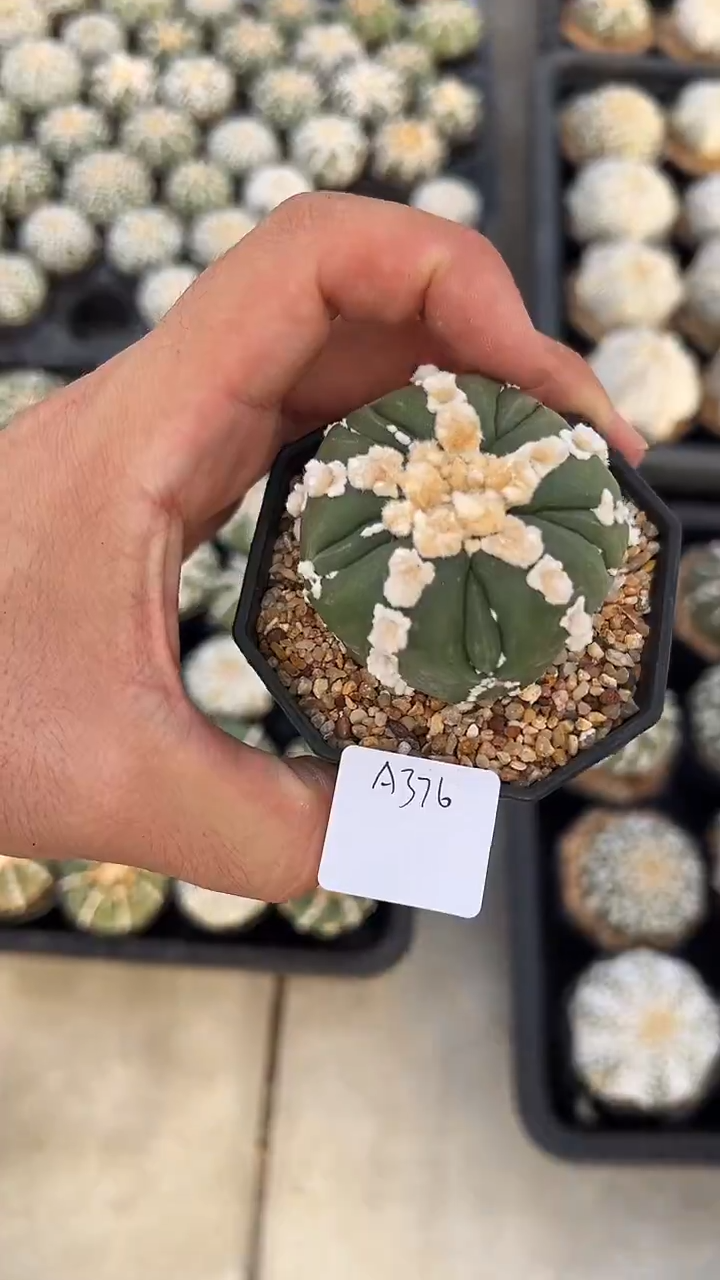 鍒***?五棱花泉V带生长纹编码A376
